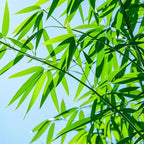 Bamboo Seeds for Planting, 500+ Dwarf Rare Bamboo Seeds Exotic and Fast Growing, Green Bamboos for Indoor or Outdoor
