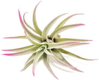 Fuchsia Colorful Tillandsia Air Plants - Long Lasting Color Enhanced Live Tillandsia Succulent House Plants - Home and Garden Decor - Easy Care Indoor/Outdoor Plants (Harrisii, Pack of 3)