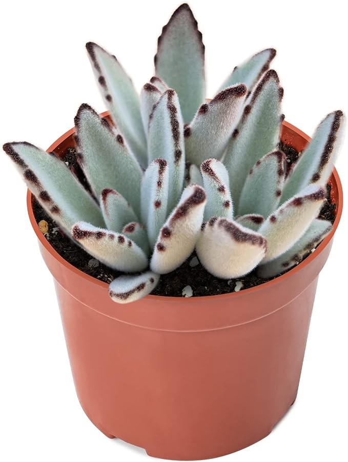 Sprout N Green Kalanchoe Tomentosa Panda Plant with 4 inch Starter Pot, Rare Live Succulent Plant Fully Rooted, Home Office Indoor Outdoor Wedding Decoration DIY Projects Party Favor