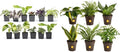 Altman Plants Live Houseplants (12PK), Indoor Plants for Delivery Prime & Costa Farms Live House Plants (6 Pack), Easy Grow Houseplants, Potted in Indoor Garden Plant Pots