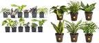 Altman Plants Live Houseplants (12PK), Indoor Plants for Delivery Prime & Costa Farms Live House Plants (6 Pack), Easy Grow Houseplants, Potted in Indoor Garden Plant Pots