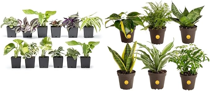 Altman Plants Live Houseplants (12PK), Indoor Plants for Delivery Prime & Costa Farms Live House Plants (6 Pack), Easy Grow Houseplants, Potted in Indoor Garden Plant Pots