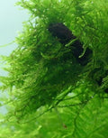 Live Java Moss