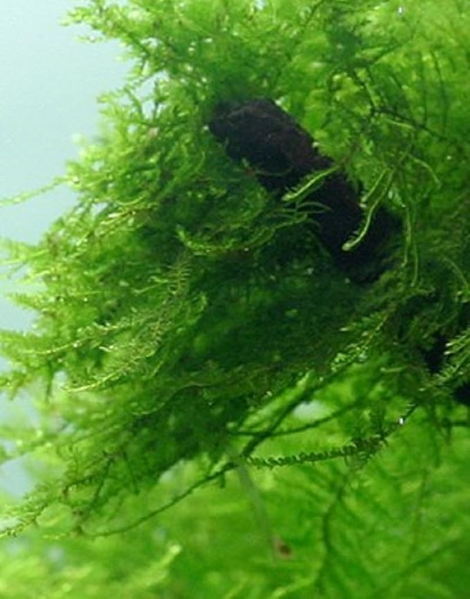 Live Java Moss