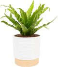Costa Farms Bird's Nest Fern Live Plant in Decorative Pot, Air Purifying Indoor Houseplant, Perfect for Home, Room, or Office Decor, Great House Warming or Birthday Gift, 12-18 Inches Tall