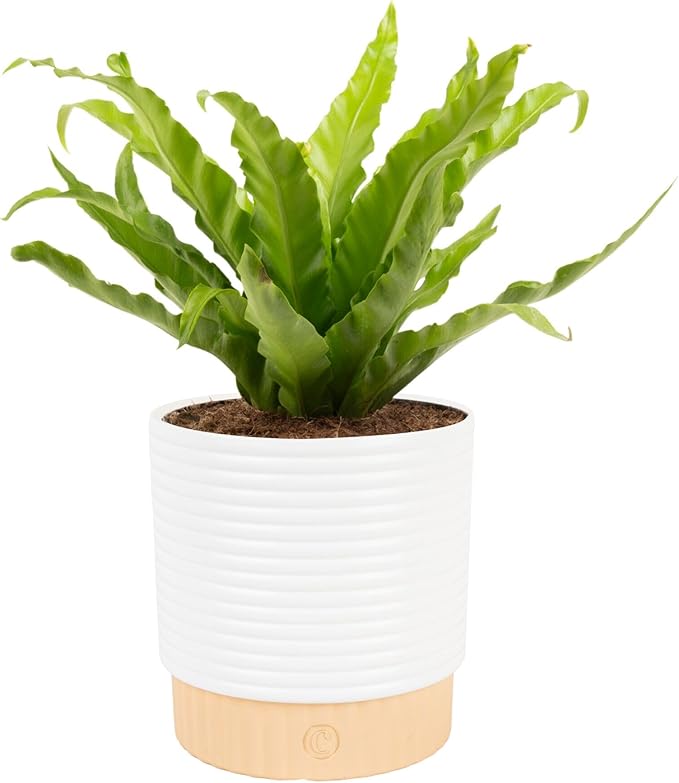 Costa Farms Bird's Nest Fern Live Plant in Decorative Pot, Air Purifying Indoor Houseplant, Perfect for Home, Room, or Office Decor, Great House Warming or Birthday Gift, 12-18 Inches Tall