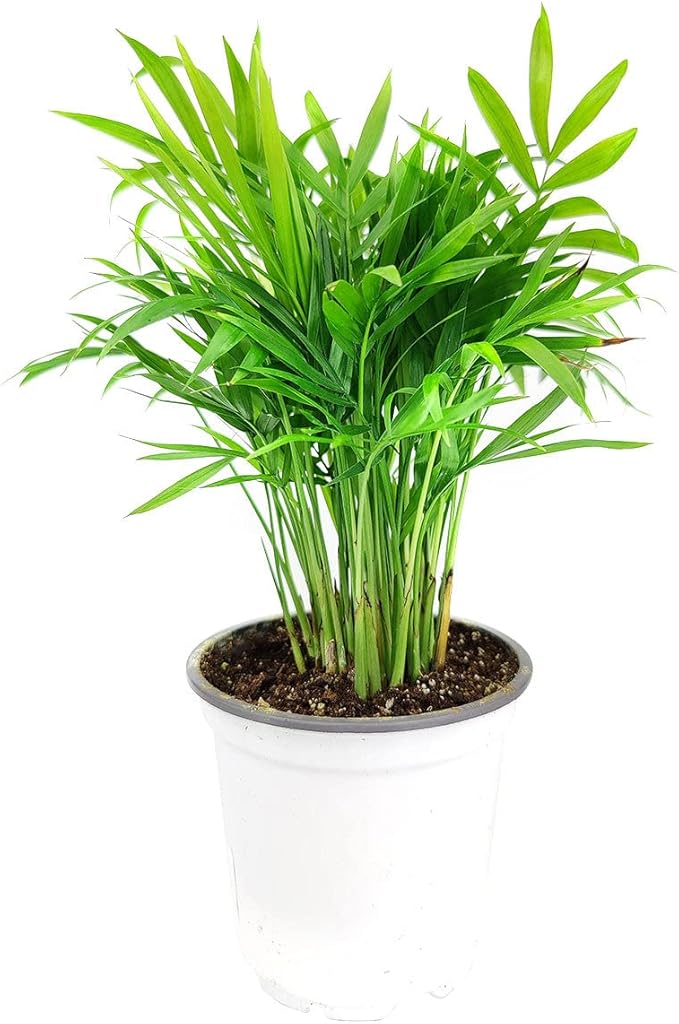 Neanthe Bella Palm (4" Grower Pot) - Low Light and Healthy Houseplant - Easy to Care Indoor Houseplant - Fully Rooted in 2/4/4.5/5/6 inch Sizes