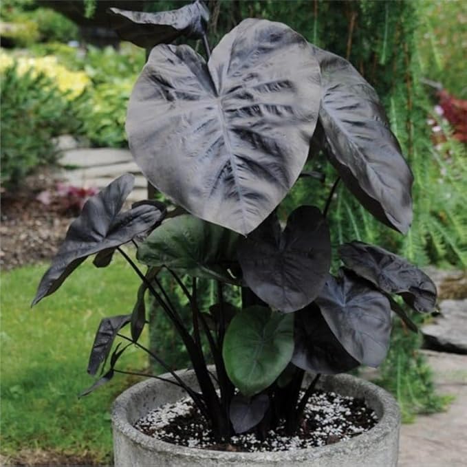2 Black Coral Alocasia Plants Live Houseplant for Indoor Outdoor Growing, 4 to 8 Inches Tall, Rare and Hardy