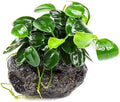 SubstrateSource Live Planted Decor - Bucephalandra Godzilla (Bucephalandra sp.) on Lava Stone - Low to Medium Light, Dark Green with Blue Iridescence, Foreground to Midground Tank Placement - 3 Pack