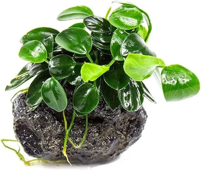 SubstrateSource Live Planted Decor - Bucephalandra Godzilla (Bucephalandra sp.) on Lava Stone - Low to Medium Light, Dark Green with Blue Iridescence, Foreground to Midground Tank Placement - 3 Pack