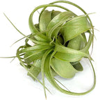XL Xerographica Colored Air Plant, Live Tillandsia House Plant, Easy Care Indoor Outdoor, Great Gift, Healthy Arrival Guaranteed (Sparkle)