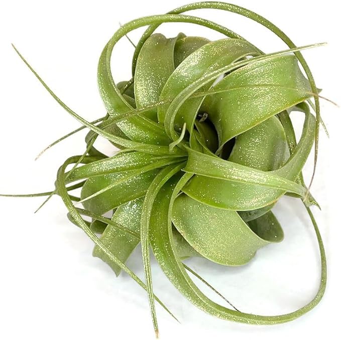 XL Xerographica Colored Air Plant, Live Tillandsia House Plant, Easy Care Indoor Outdoor, Great Gift, Healthy Arrival Guaranteed (Sparkle)
