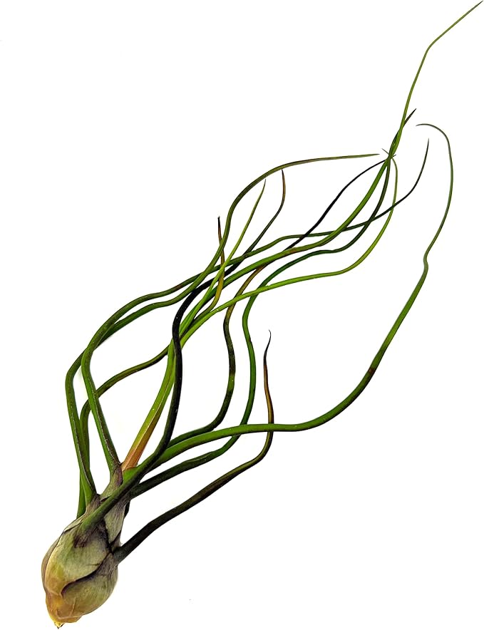 ragnaroc Air Plants - Flowering Tillandsia Bulbosa Guatemala, Large 3-5" - 1ct - Live Arrival Guaranteed - House Plants for Home Decor & Gift