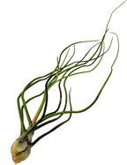 ragnaroc Air Plants - Flowering Tillandsia Bulbosa Guatemala, Large 3-5" - 1ct - Live Arrival Guaranteed - House Plants for Home Decor & Gift