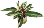 Live Plant Stromanthe Triostar, Pet-Friendly, Tricolor Prayer Plant, 12-16" Tall, Indoor Plant, Easy to Care, Rare Plant, 4.7 inch Decorative Pot (Brown Jute)