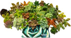 25 Mini Assorted Live Succulent Cuttings, No 2 Succulents Alike, Great for Terrariums, Miniature Gardens, and as Starter Plants. Live Succulents Plants for DIY Projects and Home Decor (25, Mini)