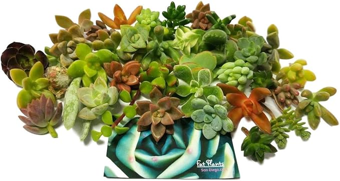 25 Mini Assorted Live Succulent Cuttings, No 2 Succulents Alike, Great for Terrariums, Miniature Gardens, and as Starter Plants. Live Succulents Plants for DIY Projects and Home Decor (25, Mini)