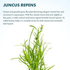 SubstrateSource Live Plants – Creeping Rush (Juncus repens) – Medium Light, Bright Green, Midground Accent – Lead Bunch, 4 Pack
