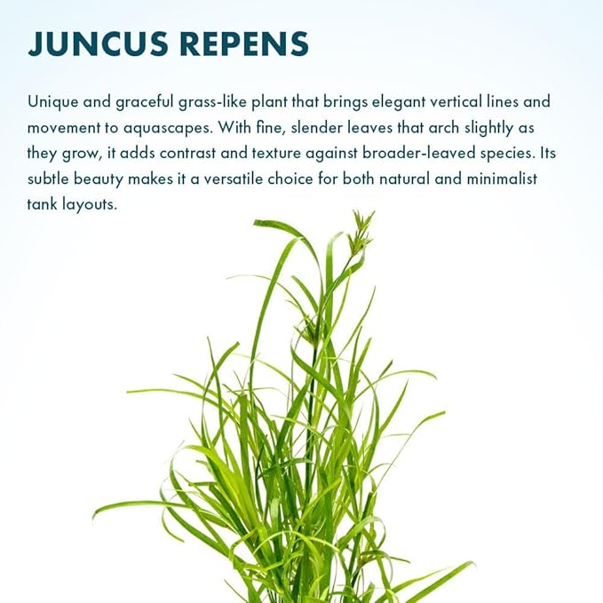 SubstrateSource Live Plants – Creeping Rush (Juncus repens) – Medium Light, Bright Green, Midground Accent – Lead Bunch, 4 Pack
