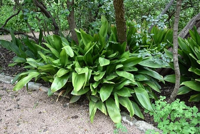 Cast Iron – Aspidistra elatior – Evergreen Indoor Foliage Houseplant | Low-Light Hardy Plant | Low Maintenance | Live Potted (2 Gallon Plant)