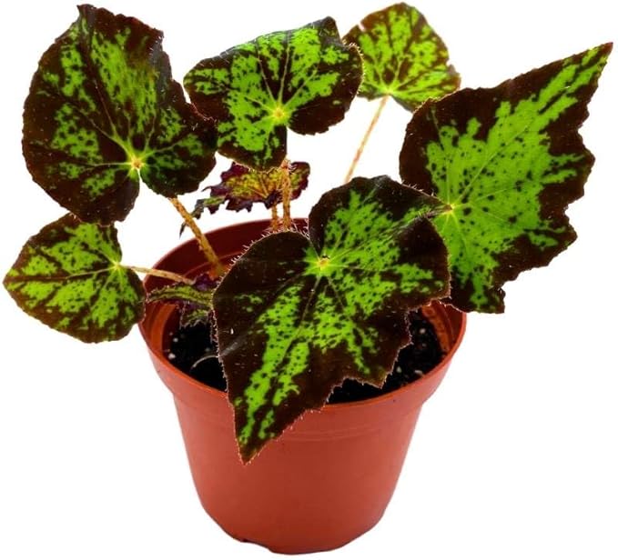 BubbleBlooms Begonia U578 4 inch Rhizomatous Begonia Rhizo Black Green Jagged Spotted