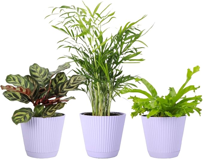 Thorsen's Greenhouse Live Pet Safe Houseplants (3 Pack), Easy to Grow, Pet Friendly & Non-Toxic, Grower's Choice Bundle, 4-inch Diameter Established Plants, Lavender Ruffled Pot (3-Pack)