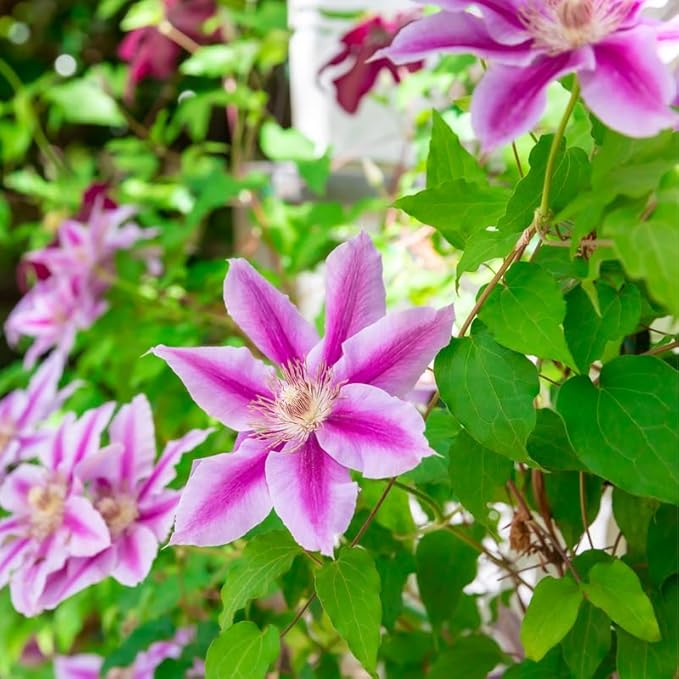 Clematis Vine Plant, Clematis Vine Plants Live in 2.5 Inch Pot, Perennial Climbing Clematis Plants Live for Outdoor Garden (White Pink Flowers)