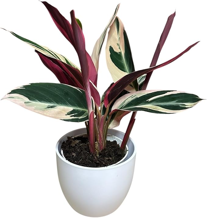 Live Plant Stromanthe Triostar, Pet-Friendly, Tricolor Prayer Plant, 12-16" Tall, Indoor Plant, Easy to Care, Rare Plant, 4.7 inch Decorative Pot (White, 4.7 inch Pot)
