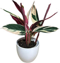 Live Plant Stromanthe Triostar, Pet-Friendly, Tricolor Prayer Plant, 12-16" Tall, Indoor Plant, Easy to Care, Rare Plant, 4.7 inch Decorative Pot (White, 4.7 inch Pot)