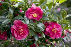 Southern Living October Magic Ruby Camellia,1-Gallon Pink Flowering Shrub, 5 ft Mature Height, USDA Zones 7-9