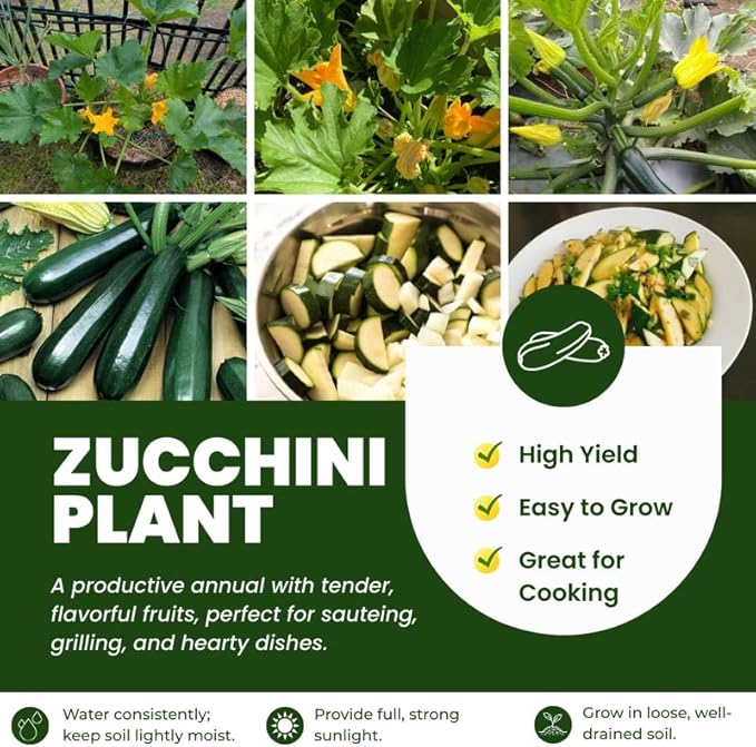 2 Green Zucchini Plants Live for Planting, Squash Plants Live for Planting, 4 to 6 Inches Tall