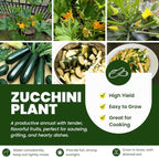 2 Green Zucchini Plants Live for Planting, Squash Plants Live for Planting, 4 to 6 Inches Tall