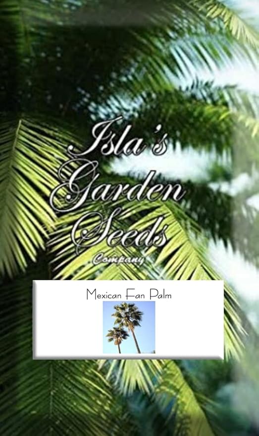 Mexican Fan Palm Tree Seeds, Washingtonia Robusta, Mexican Washingtonia, 15 Premium Quality Tree Seeds, Exotic Palm Tree, 60-80% Germination, (Isla's Garden Seeds)