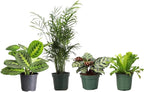 Thorsen's Greenhouse Live Pet Safe Houseplants (4 Pack), Easy to Grow, Pet Friendly & Non-Toxic, Grower's Choice Bundle, 4-inch Diameter Established Plants, Nursery Pot (4-Pack)