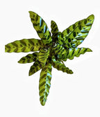 Rattlesnake Calathea Live Plant, House Plant, Ideal for Home Decor and Room Decor - Rattlesnake for Indoor Plants, Calathea Lancifolia Prayer Plant by Hopewind Plants Shop
