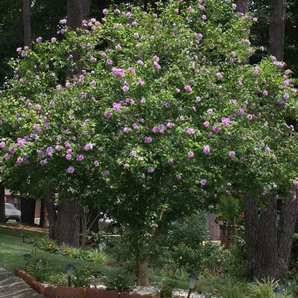 Brighter Blooms - Lavender Rose of Sharon Althea Tree, 5-6 ft. - No Shipping to AK, AZ, HI, OR