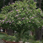 Brighter Blooms - Lavender Rose of Sharon Althea Tree, 3-4 ft. - No Shipping to AK, AZ, HI, OR