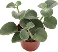 Peperomia Incana - 4'' from California Tropicals