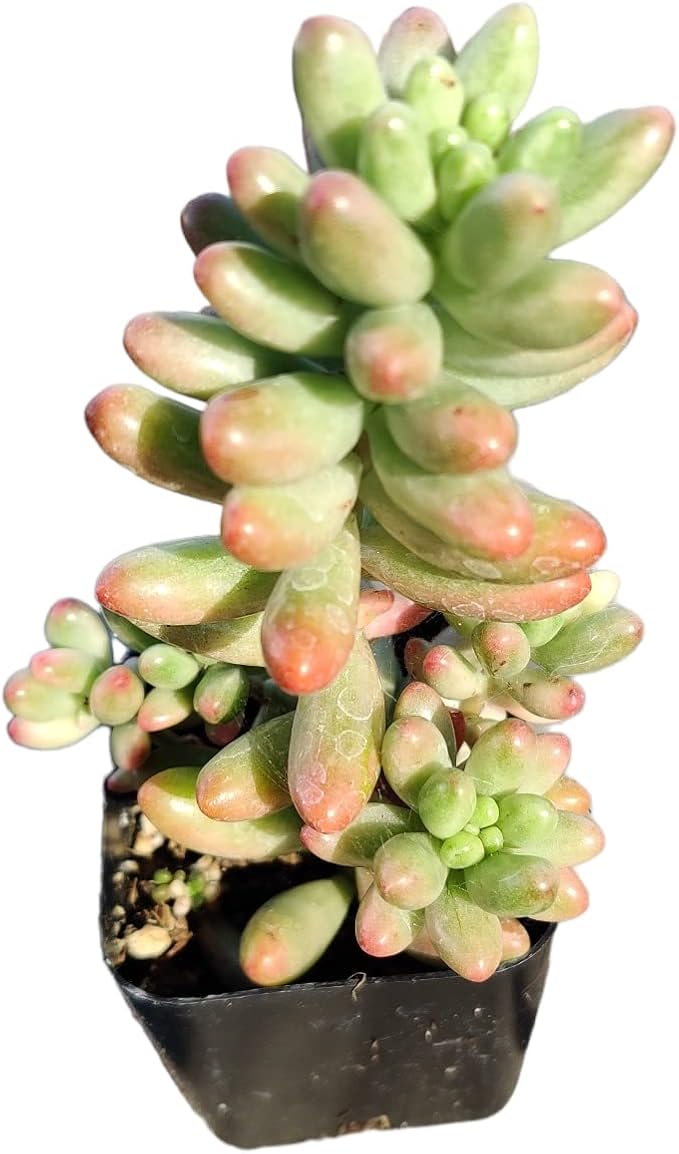 Live Succulent Cactus Plants (2" Pot Sedum Rubrotinctum Aurora)