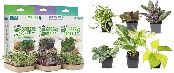 Back to the Roots DIY Microgreen Grow Kit, 6-Grow Variety Pack & Easy to Grow Houseplants (6 Pack), Live House Plants in Plant Containers, Growers Choice Plant Set in Planters
