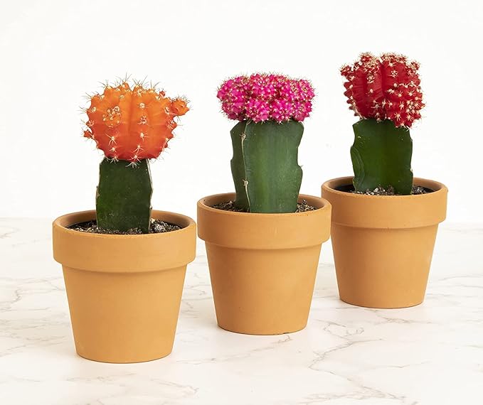 Grafted Cactus Succulent 3PK in 3" Terracotta Pots, Live Succulents & Mini Cacti Plant Gift, Real Houseplants for Home or Office, Easy Care Houseplant Trio by Plants for Pets