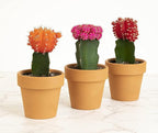 Grafted Cactus Succulent 3PK in 3" Terracotta Pots, Live Succulents & Mini Cacti Plant Gift, Real Houseplants for Home or Office, Easy Care Houseplant Trio by Plants for Pets