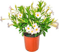 Dipladenia Bush - White - Overall Height 22" to 26" - Tropical Plants of Florida (Plant Only)