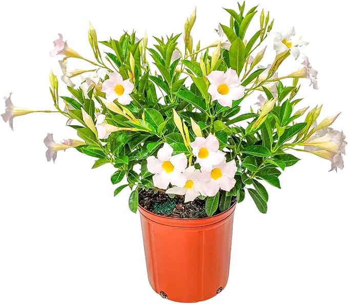 Dipladenia Bush - White - Overall Height 22" to 26" - Tropical Plants of Florida (Plant Only)