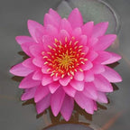 Colorado Pink Hardy Water Lily Rhizome Live Aquarium Pond Plant BUY2GET1FREE