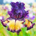 200+ Mixed Color Rare Heirloom Iris Seeds for Planting - Stunning Colors for Your Garden