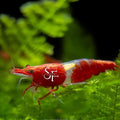 SF Aquatic™ 10 RED Rili Shrimps High Grade Neocaridina Live Freshwater Aquarium Shrimps. Fully Mature Breeding Age. Live Arrival Guarantee.