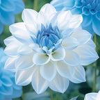 Dahlia Flower Seeds for Planting, 500+ Mixed Dahlia Seeds, Perennial Flower Plants, Non-GMO Heirloom Rare Zinna Seed for Outdoor Garden Home
