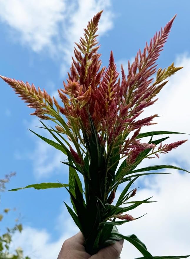 Spun Sugar Celosia argentea plumosa Cut Flower Seeds for Planting Packet