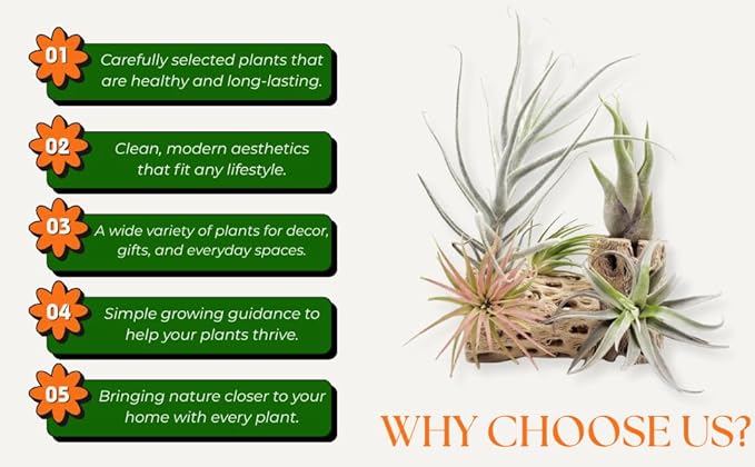 Set of 15 Assorted Air Plants Live, Low Light Tillandsia Indoor Houseplant, Small Medium Size, Easy Care Indoor Plants for Home and Office
